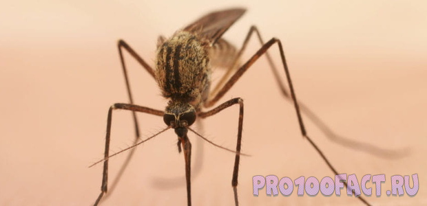 10 причин, почему вас кусают комары