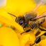Что произойдет, если все пчелы погибнут?