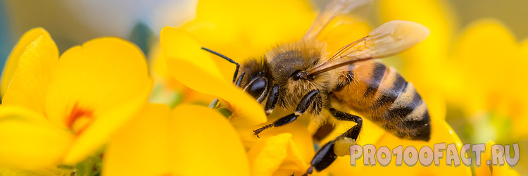 Что произойдет, если все пчелы погибнут?