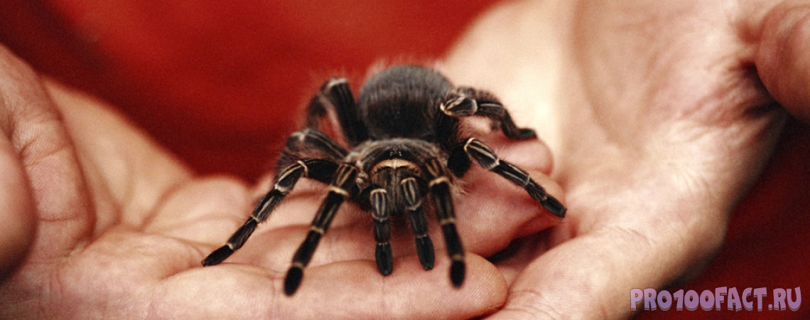 Почему мы боимся пауков?