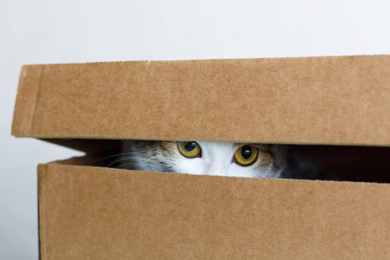 Коты и коробки.jpg