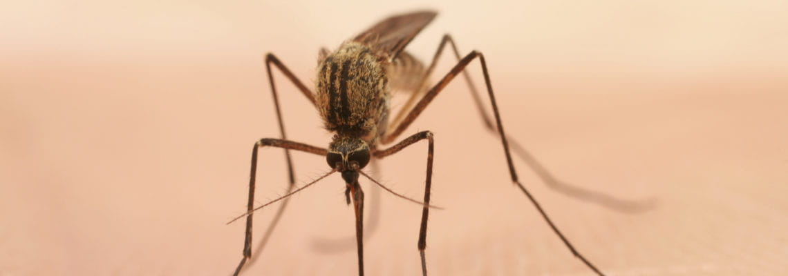 10 причин, почему вас кусают комары